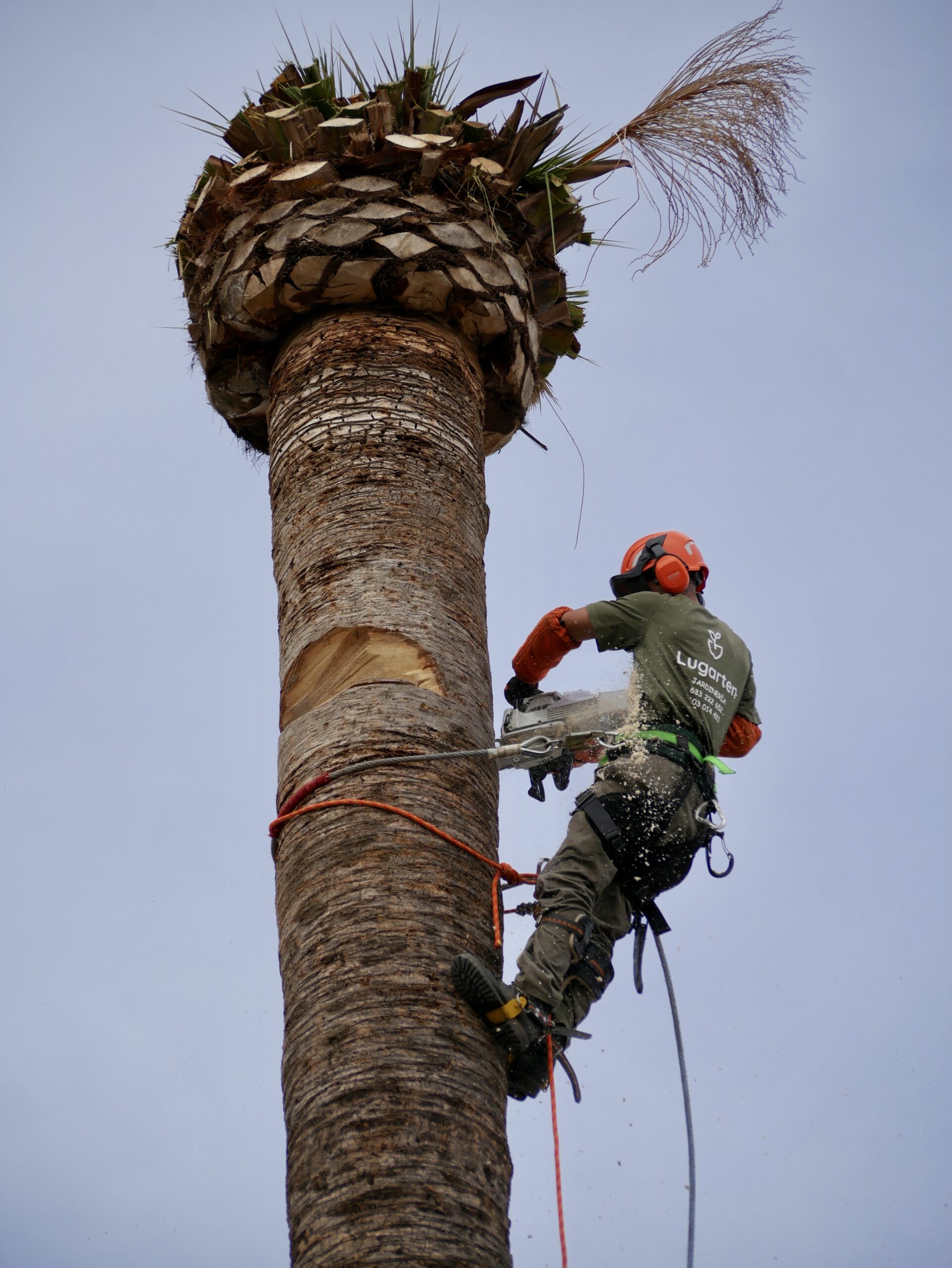 Tala de palmera