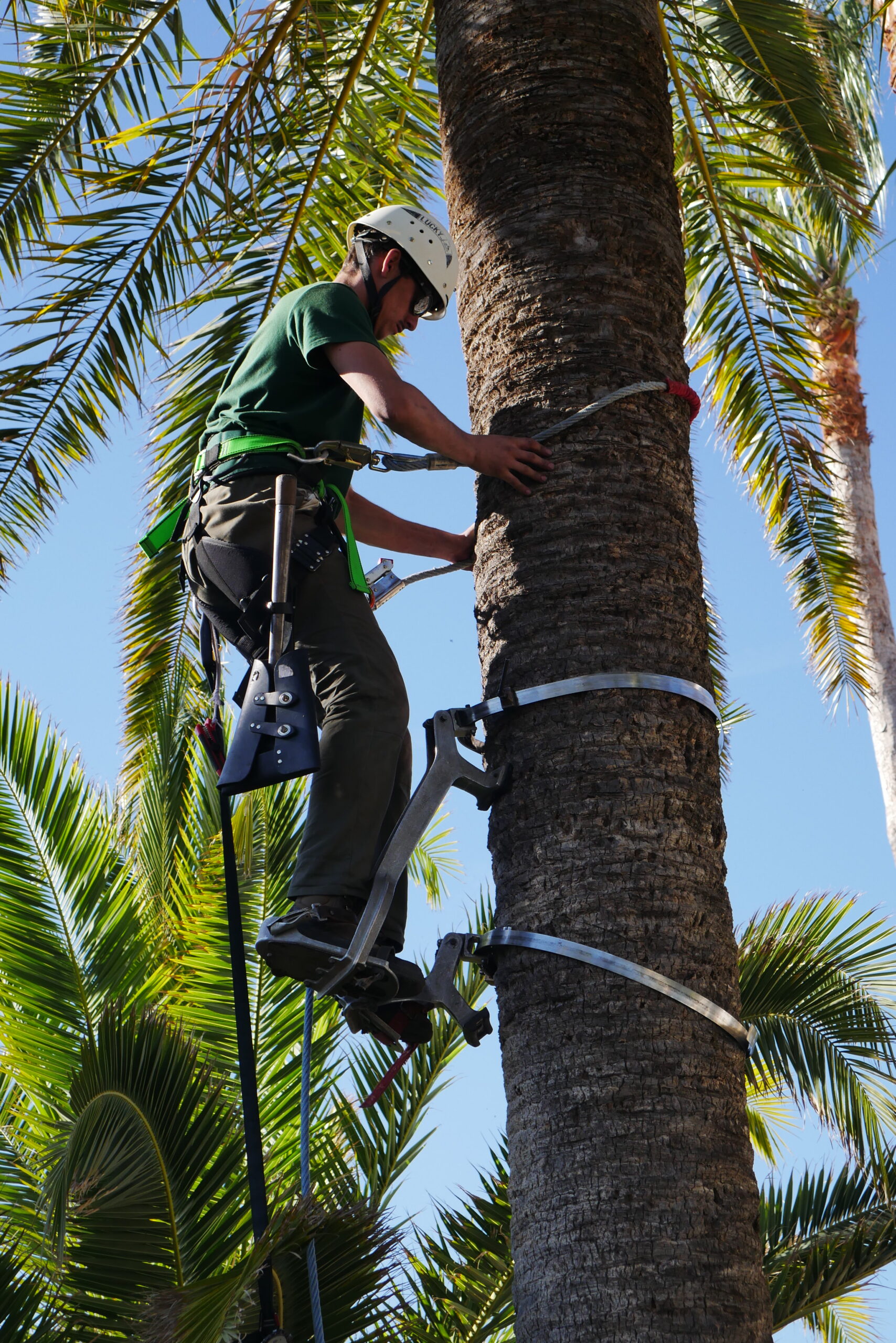 Poda de palmera