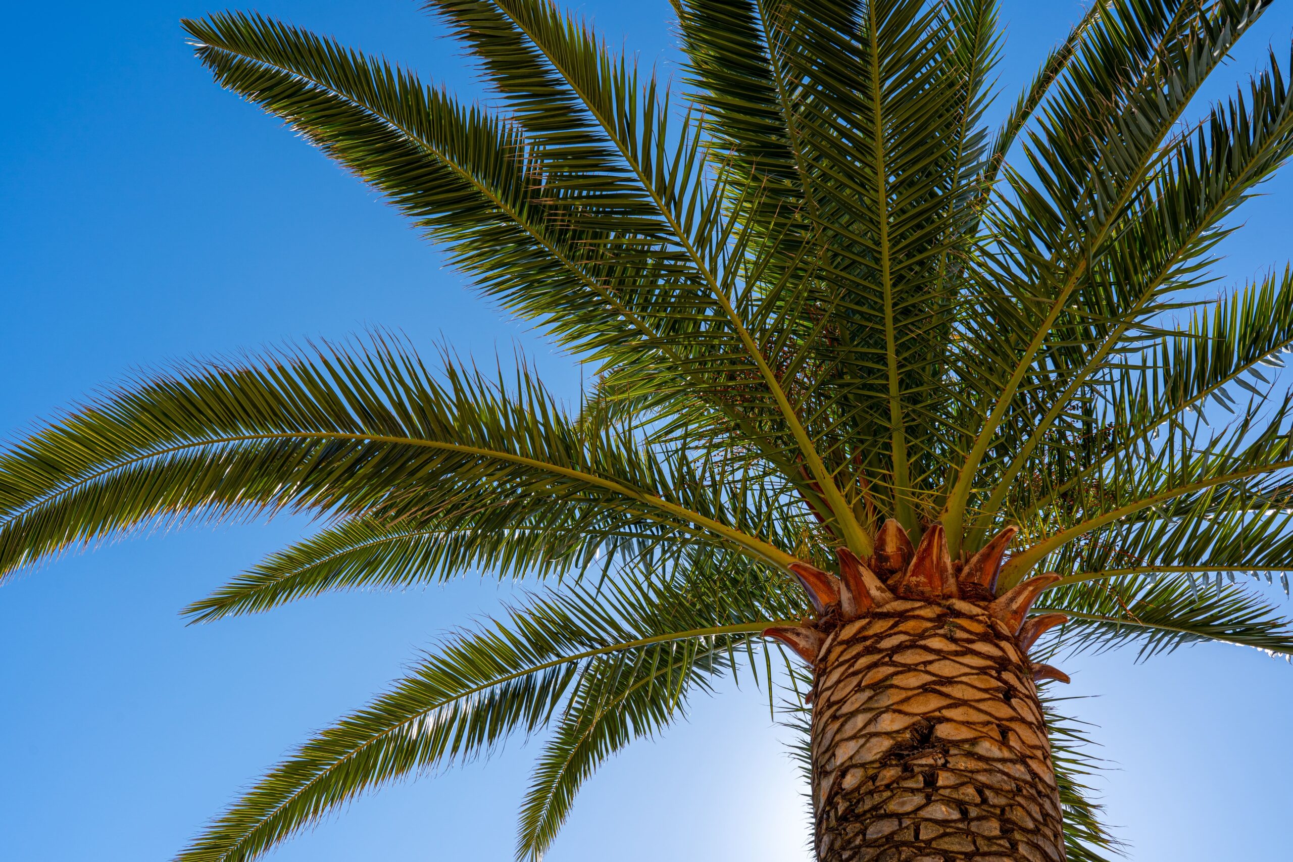 Palmera Verde Bajo Un Cielo Azul