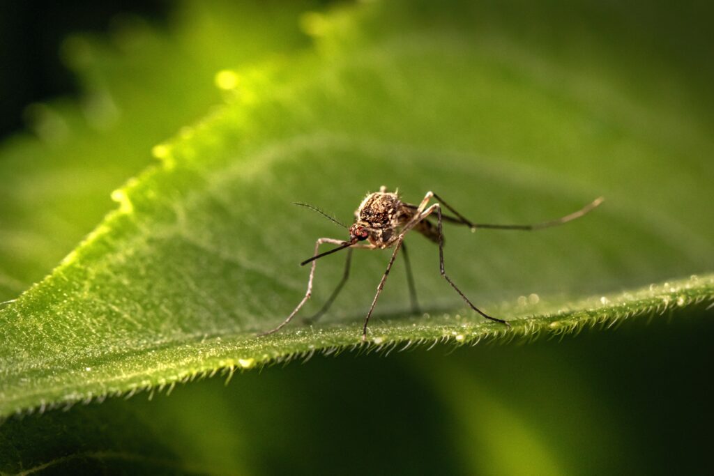 mosquito posado en una hoja verde
