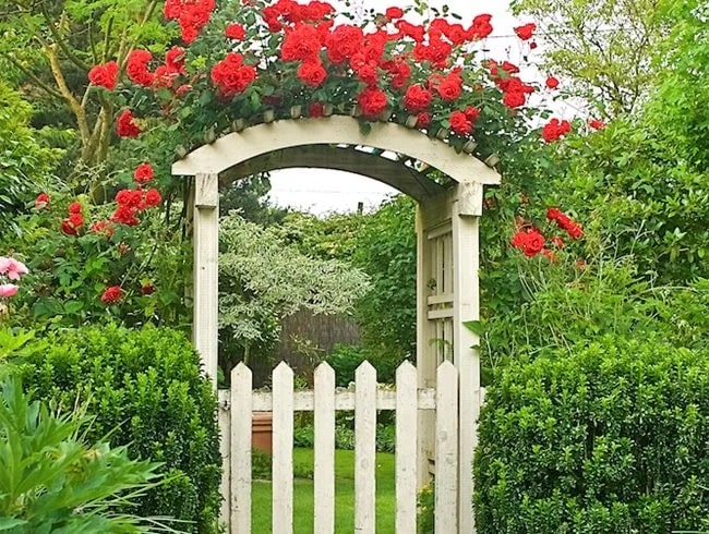 diseño de jardín de la puerta cubierta de rosas