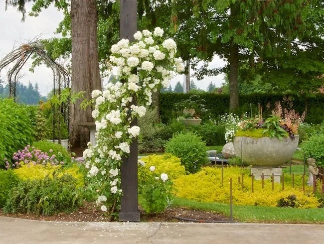 rosas blancas en el marco del diseño del jardín