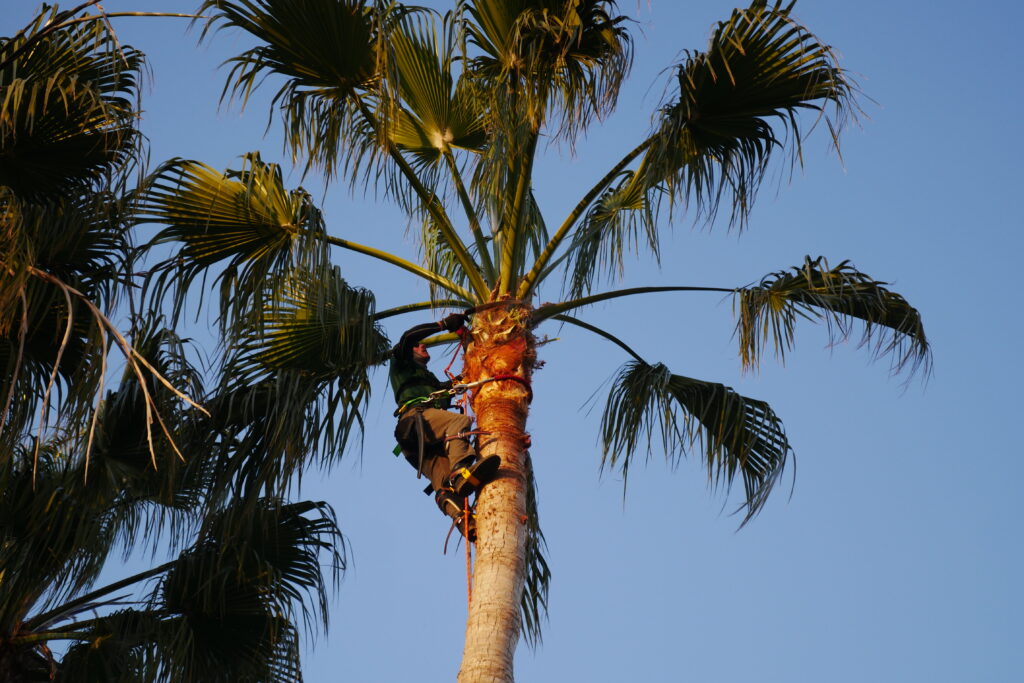 poda de palmeras en valencia